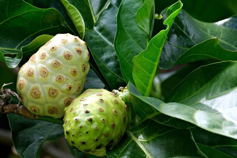 Expert Weight Loss Guide -Unlocking The Health Benefits Of Noni Juice: The Nutritional Power Of Nature’s Remedy | uxa2.com